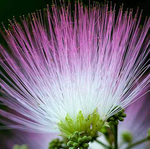 Mimosa Blossom Tincture